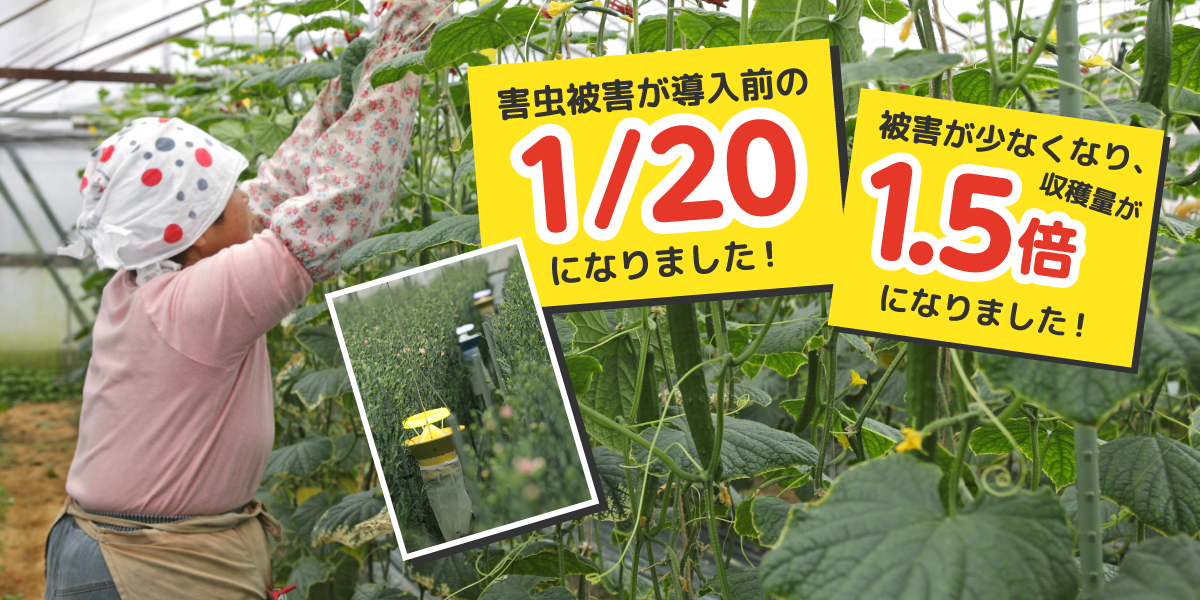 害虫被害が導入前の1/20になりました!